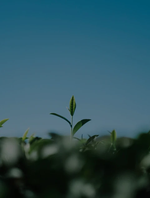 Sustainable Products & Materials
